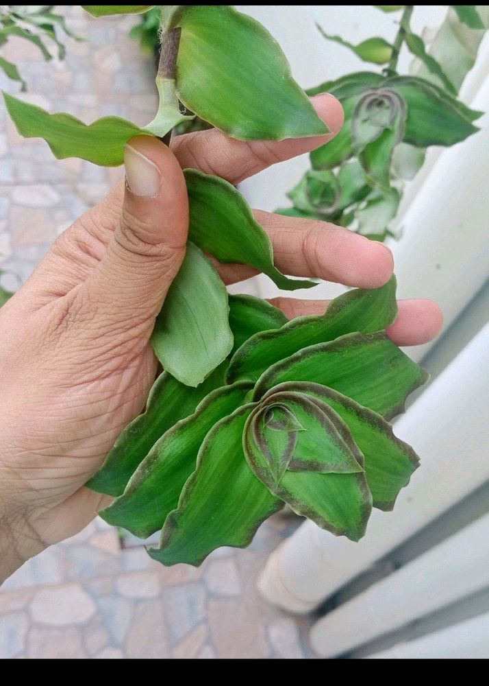 Basket Plant Cuttings - 2