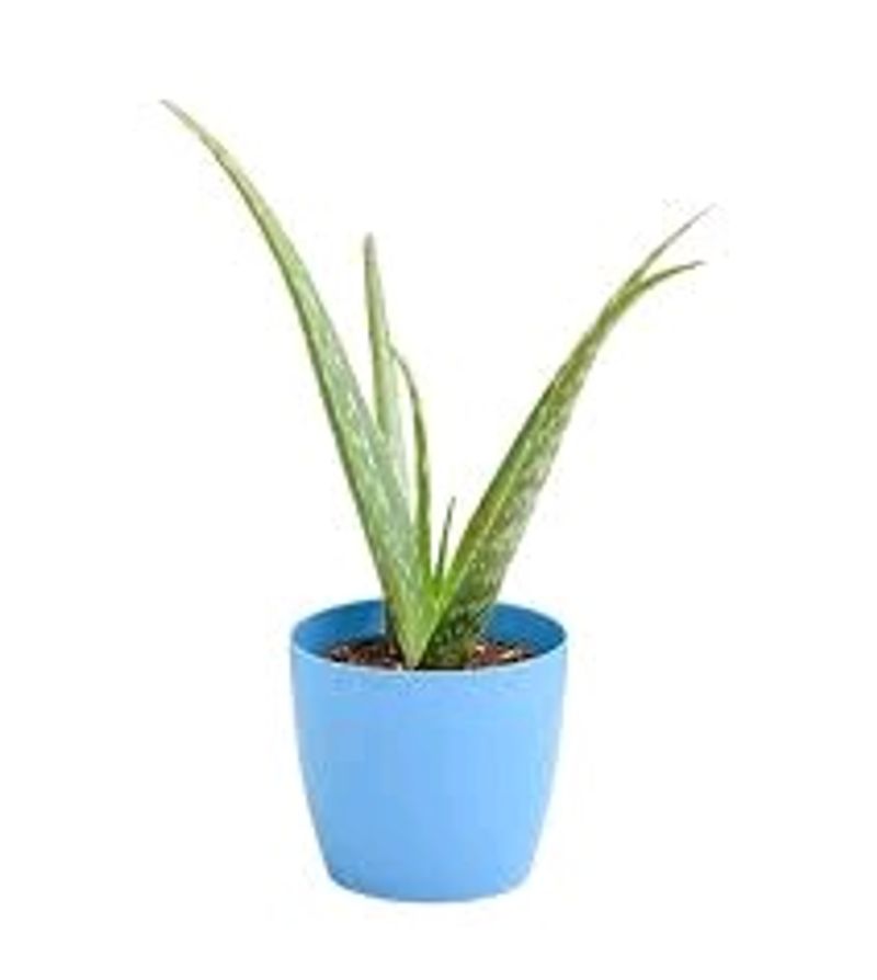 Aelovera Plant With Pot