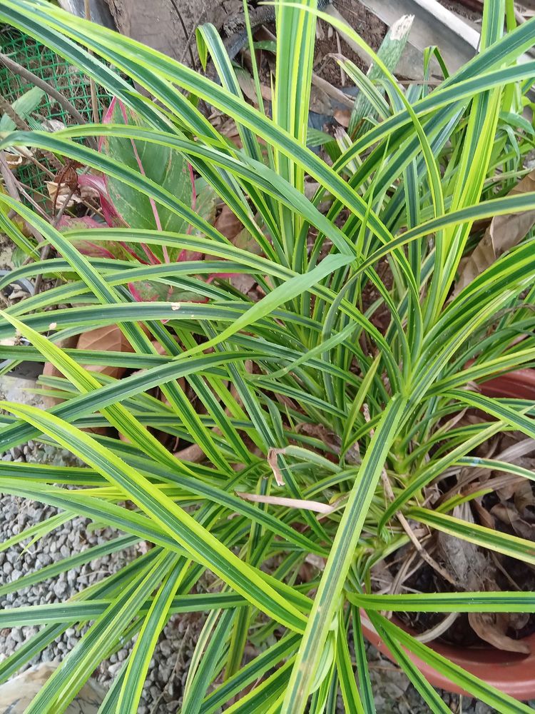 *N*  Yellow pandanus plant