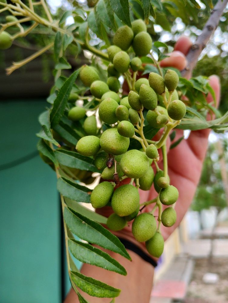 Sweet neem or curry leaf seeds