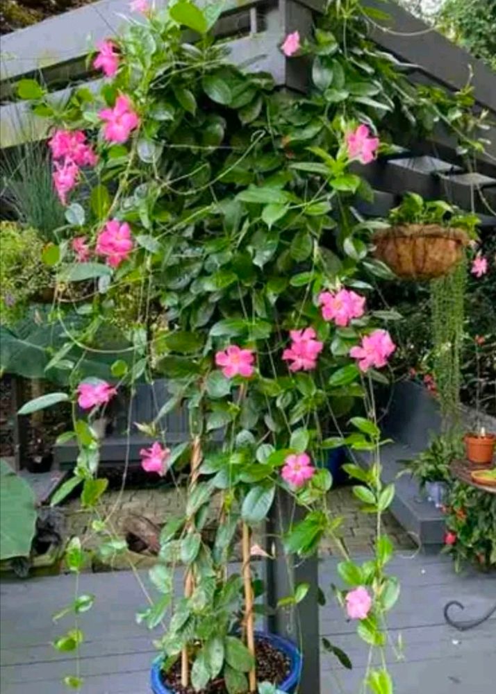 Mandevilla Pink Color With Healthy Root