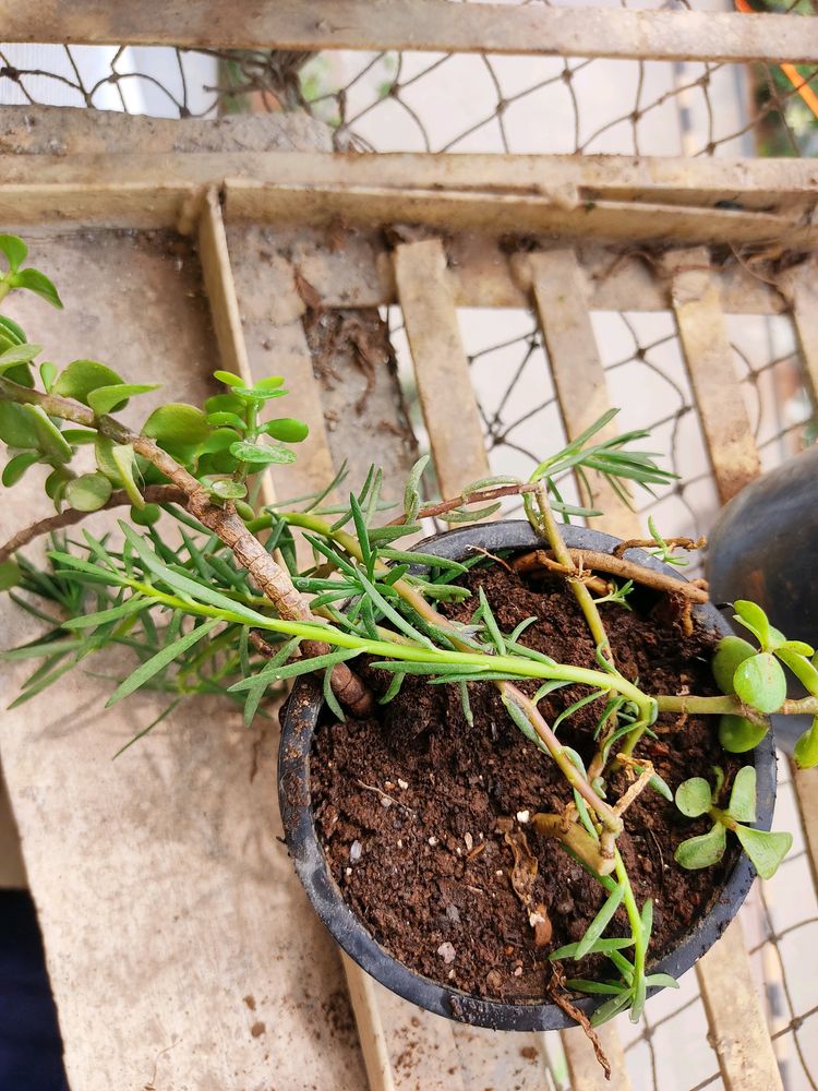 Green Rosemary Saplings