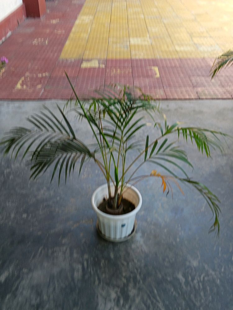 Areca Palm Three Shoots