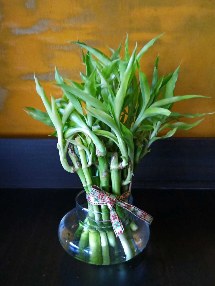 Lucky Bamboo with Glass Pot