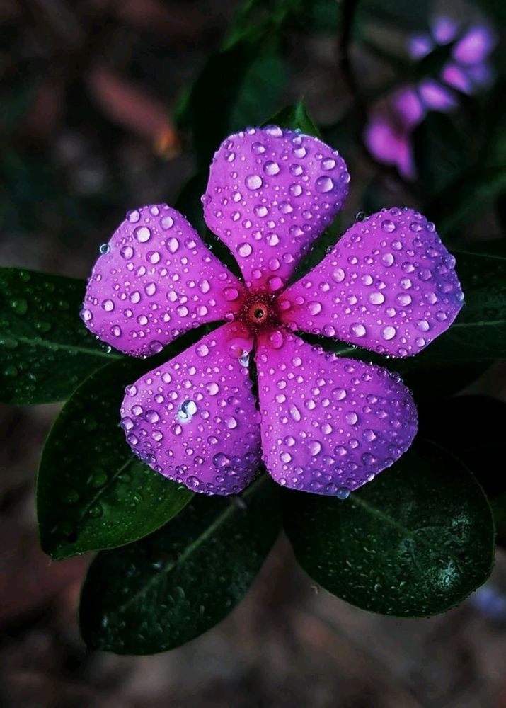 Pink Vinca Plant