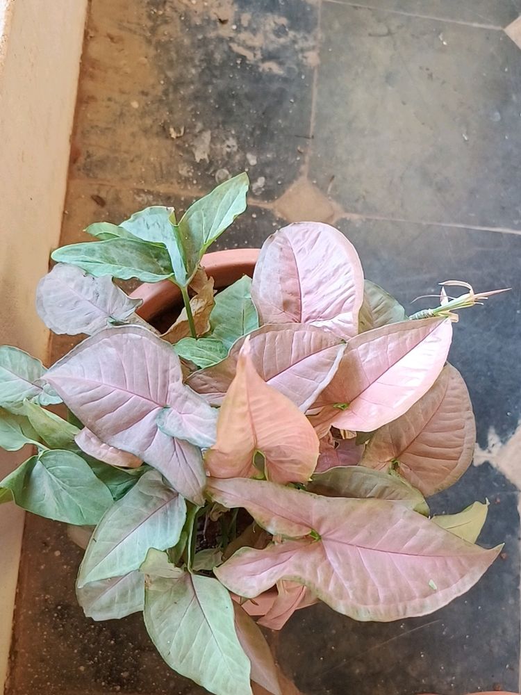 Pink Syngonium Plant