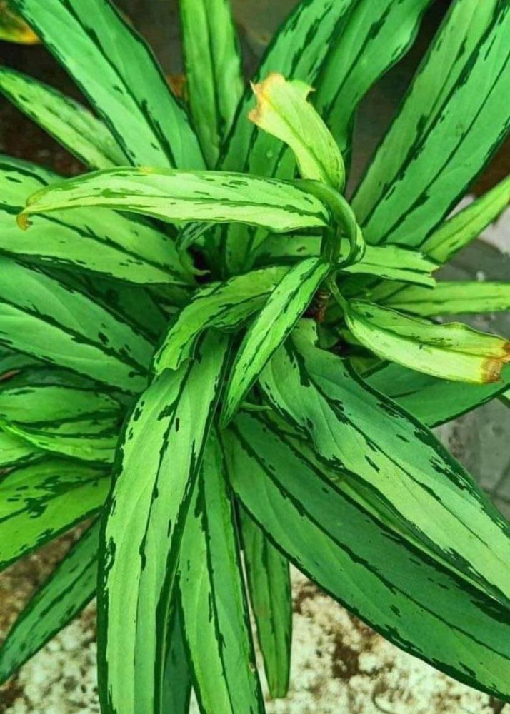 Green Aglonema Live Plant