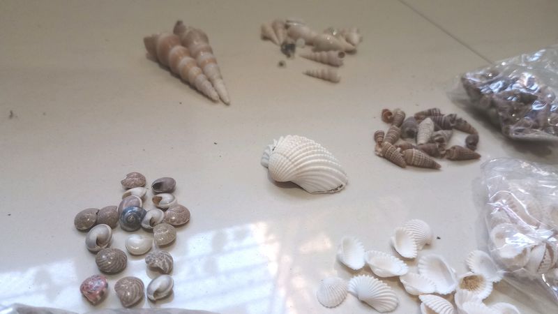 Sea Shells And Accessories