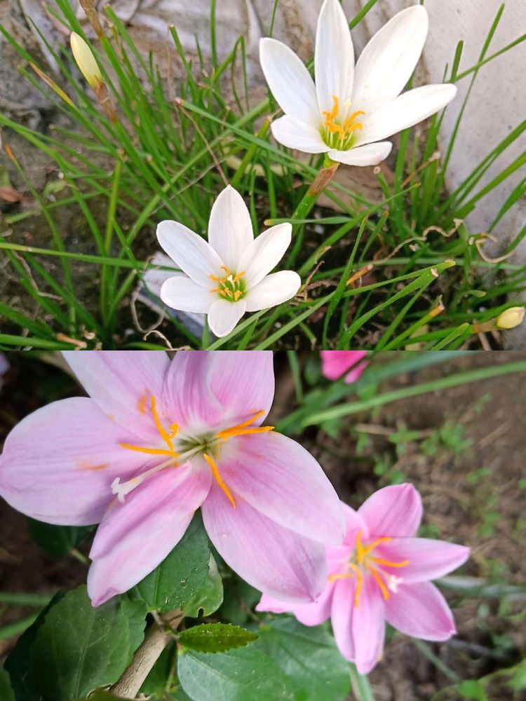 2 Variety Rain Lily