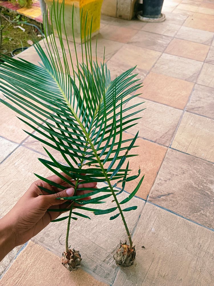 Sago Palm Bulb