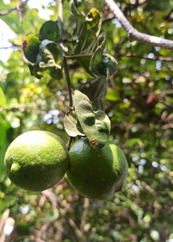 Lemon Plant/Seed