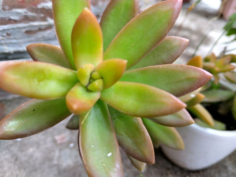 Green Succulent Without Pot Cutting