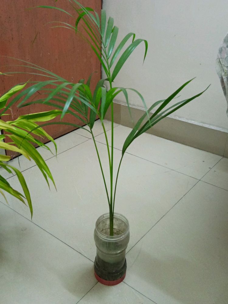 Areca Palm 2.7'