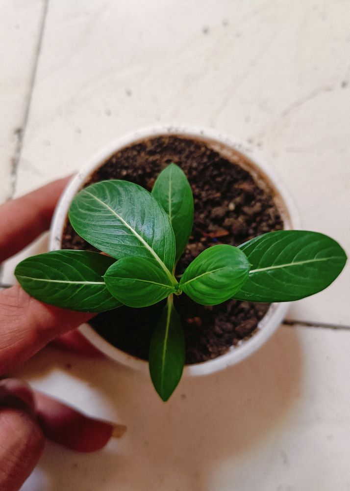 Sadabahar/Vinca Flower Plant