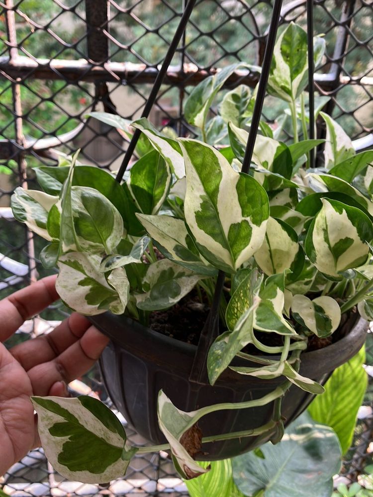 Njoy Pothos Plant