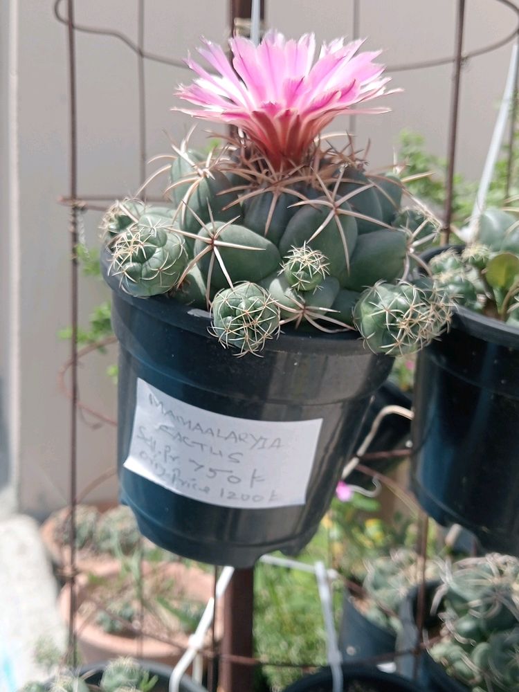 Mammliya CACTUS