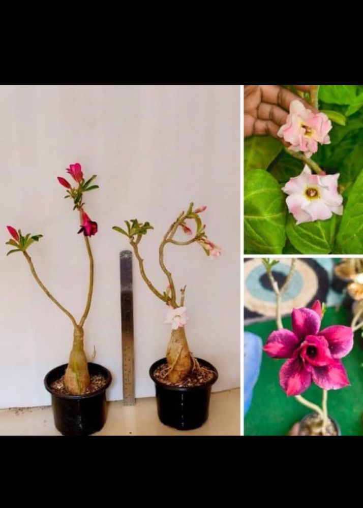 Obesum Adenium Live Plant