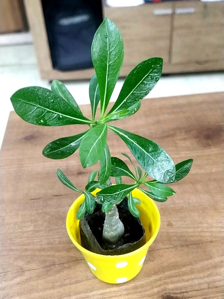 Adenium Multiple Branches 🌲