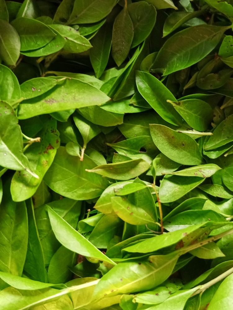 Mehendi Leaves