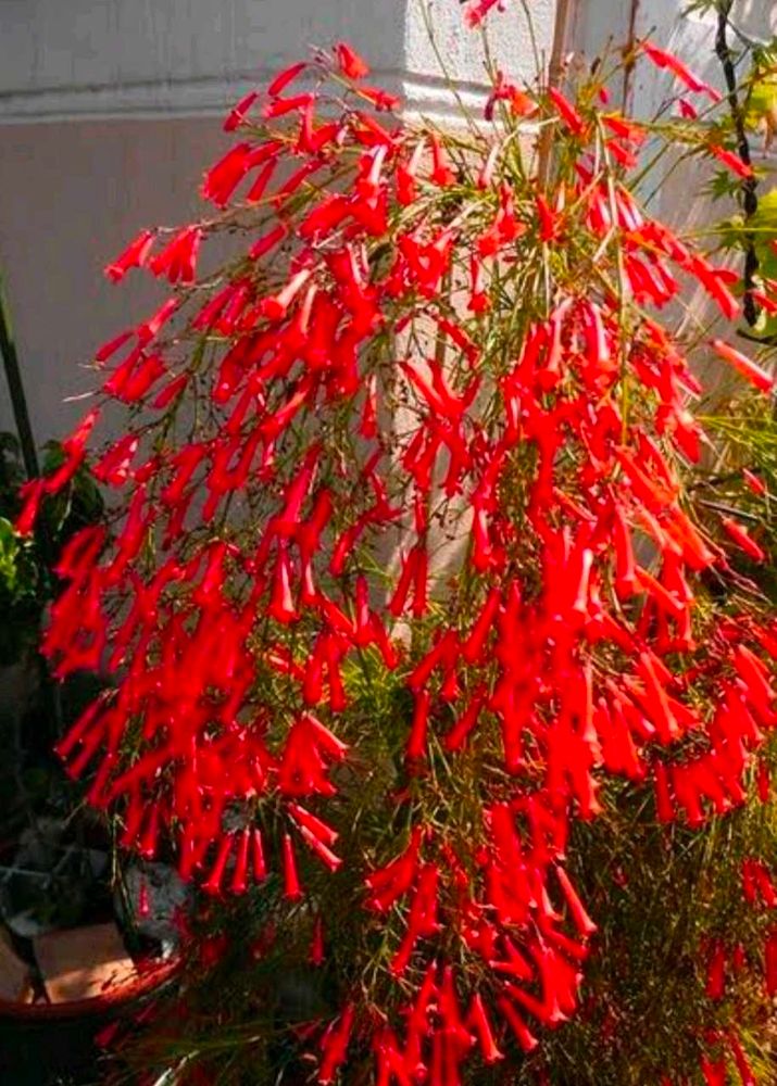 Red Blossoms Of A Fire Cracker Russelia Plant