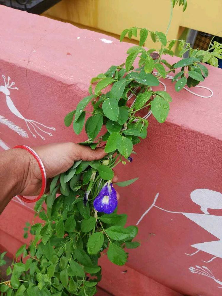 Violet Colour Shanku Pushpa Healthy Plant