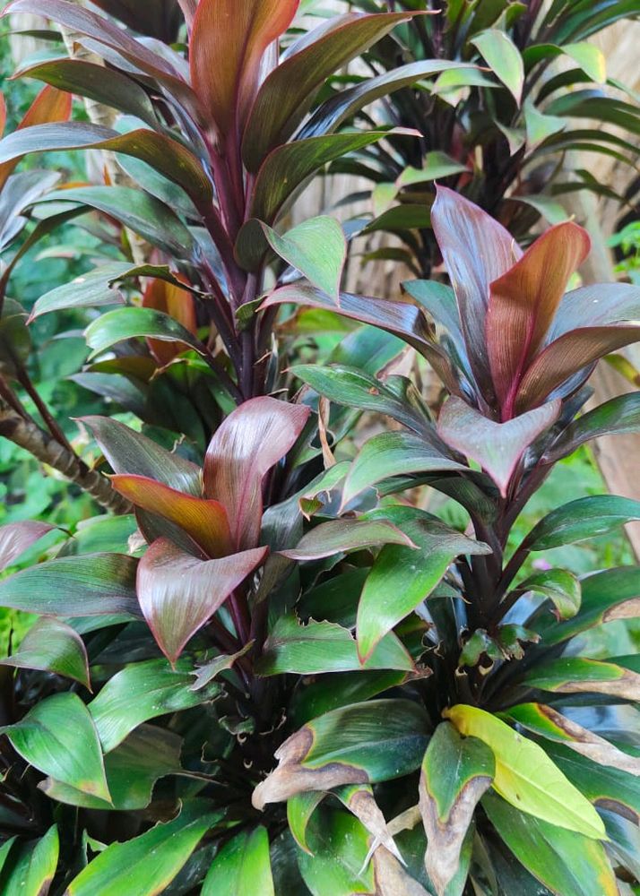 Cordyline Fruticosa Indoor Plant