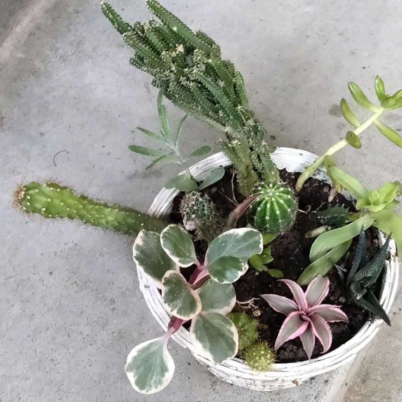 Assorted Plants