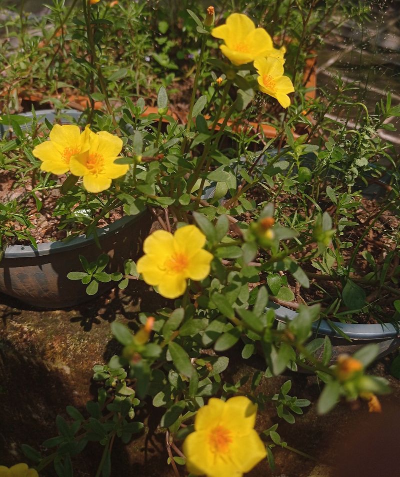 Moss-rose purslane Plant