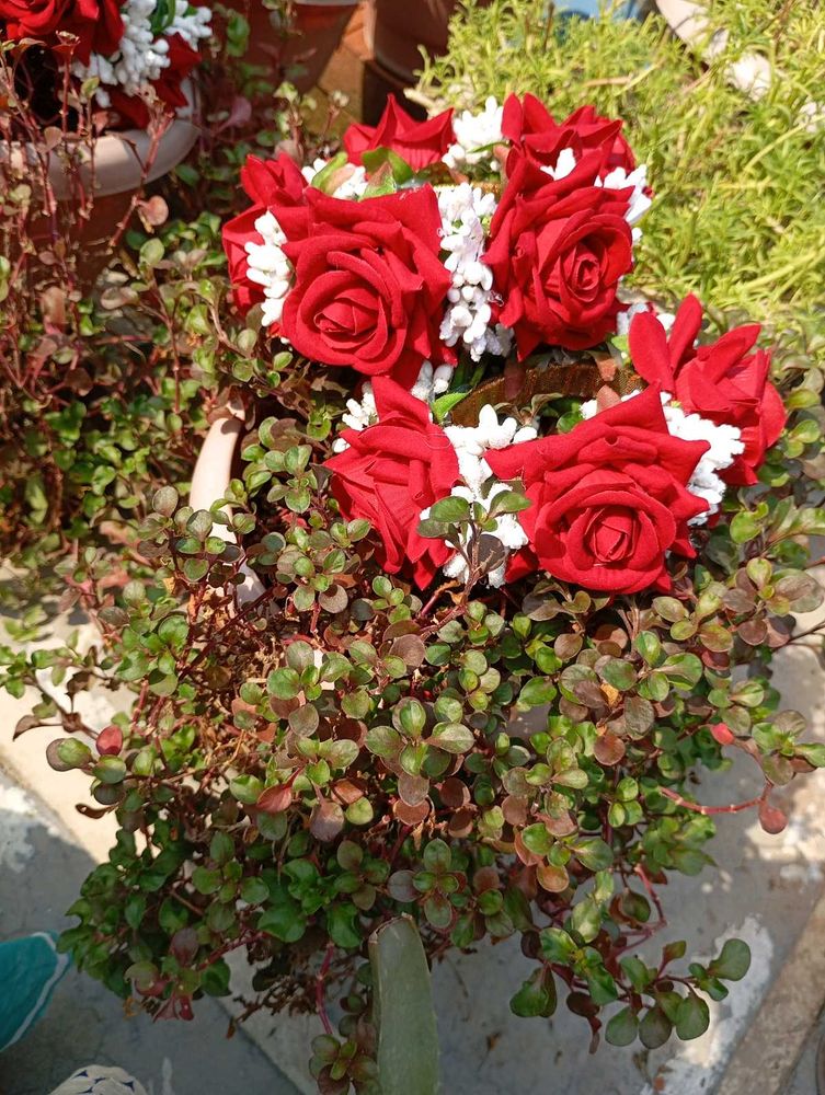 Red Roses Hand Gajrey