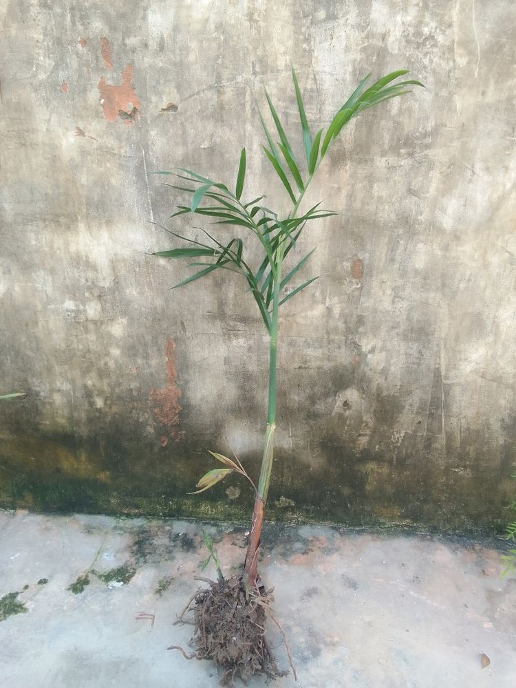 Bamboo Palm Plant (Chamaedore Seifrizii)