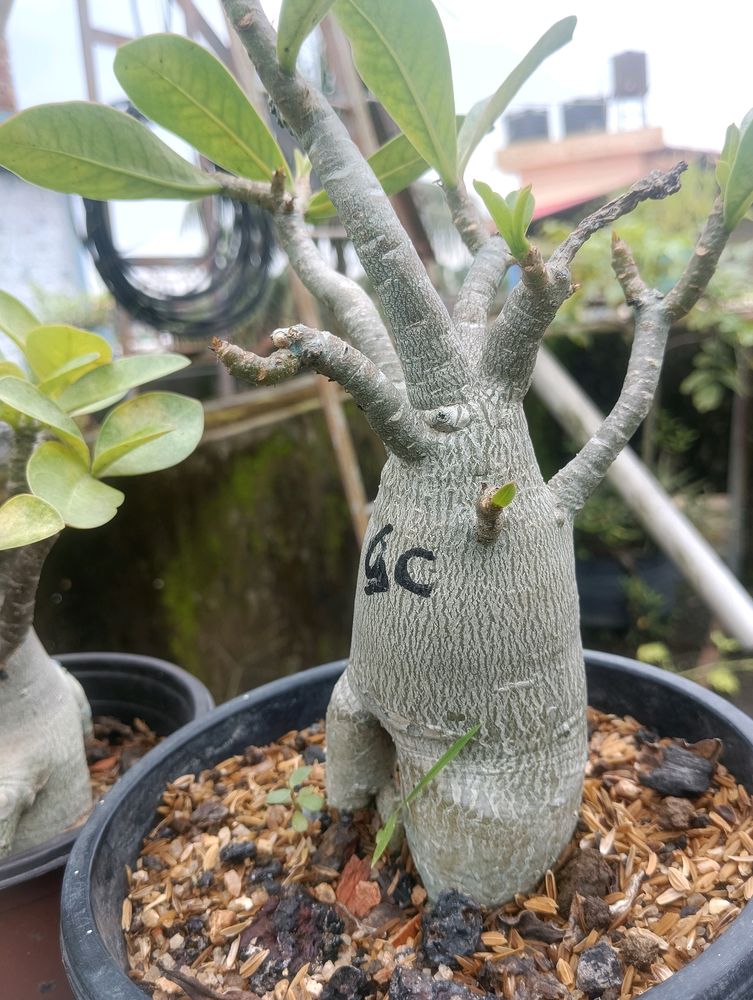 Adenium Arabicum Live Plant (Gc)