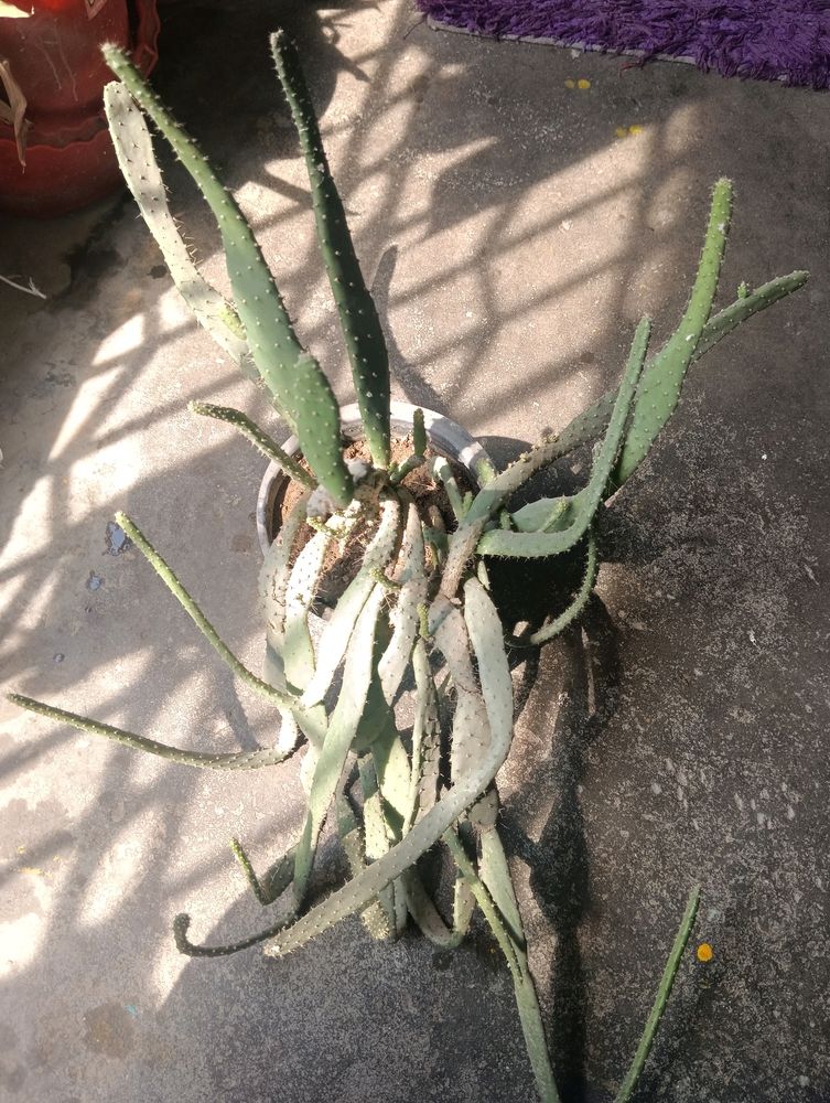 Cactus ( Full Pot)