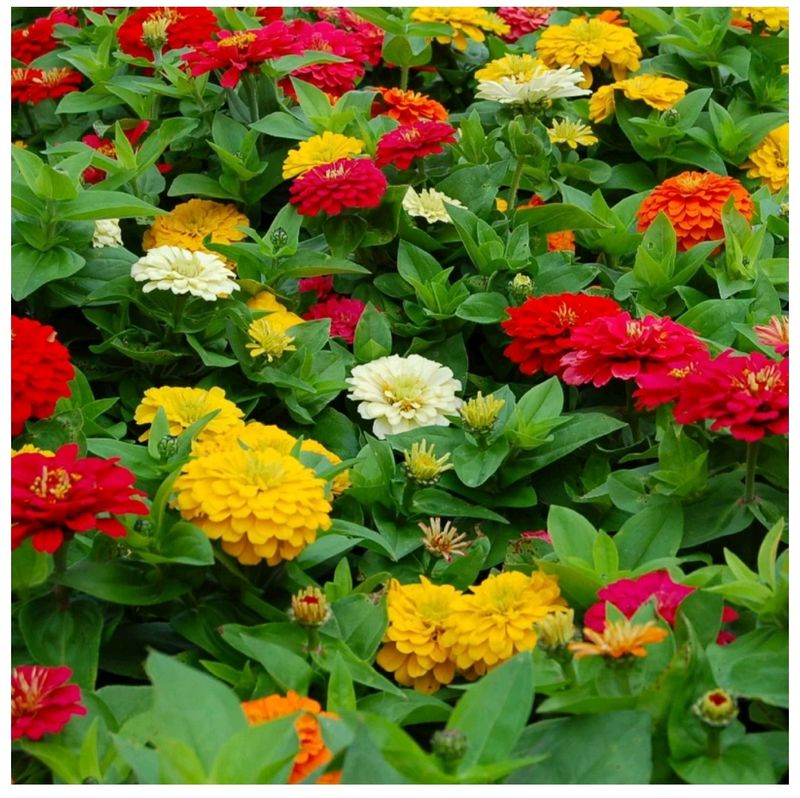 Japura Zinniya Double Mixed Flower Seeds