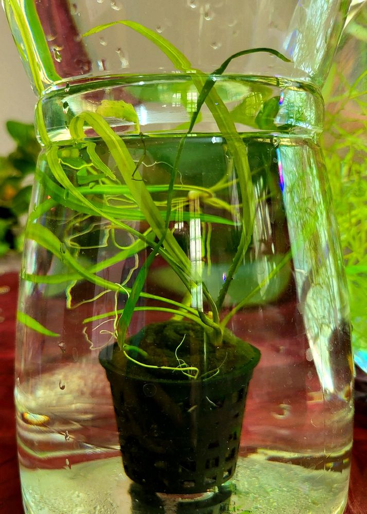 Aquarium Plants - Crypts