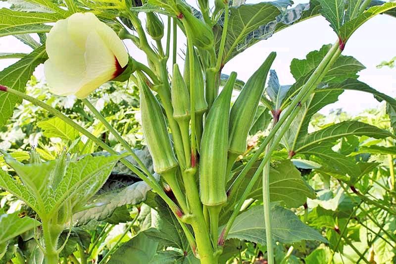 Okra Plant With Root(Bhindi)