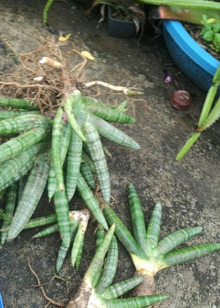 Live Cylinder Snake Plant Variety