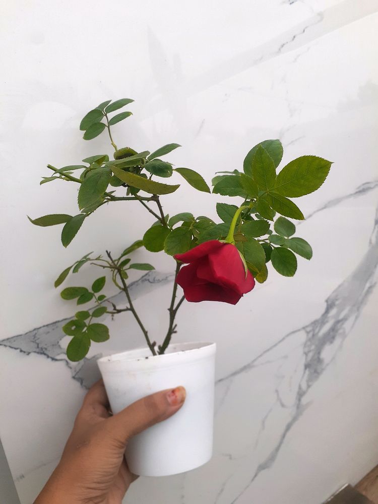 Red Rose In White Pot