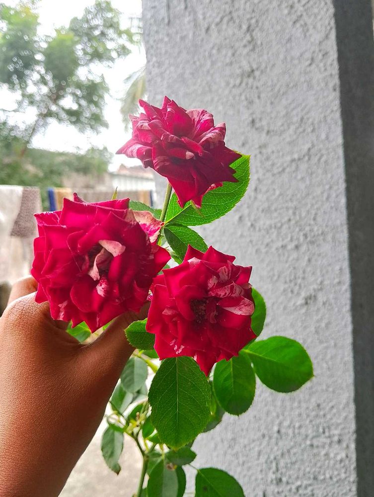 Pink Rose Plant