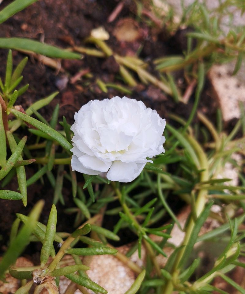 Ross Moss Plant With White Flowers