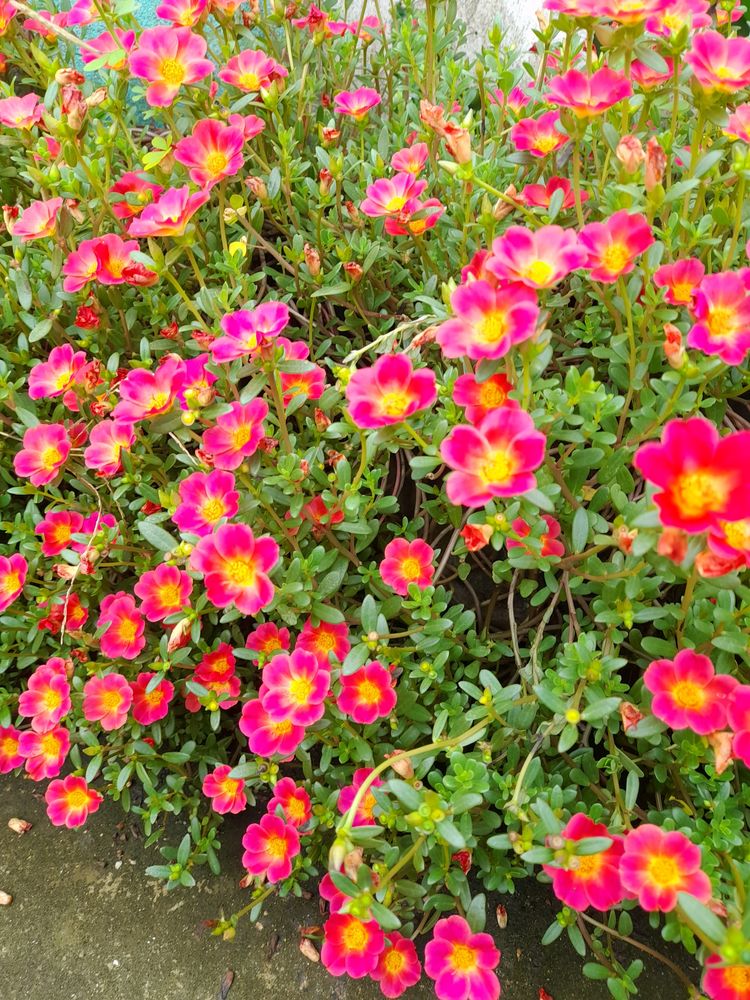 Pink Color Portulaca