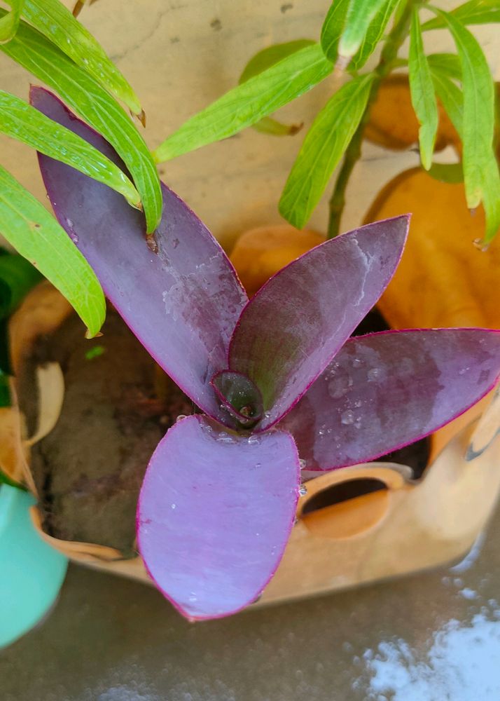 Purple Heart Plant