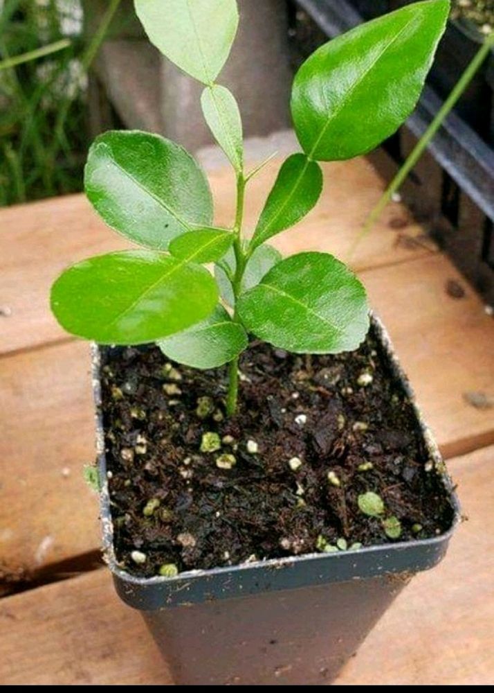 Lime Plant