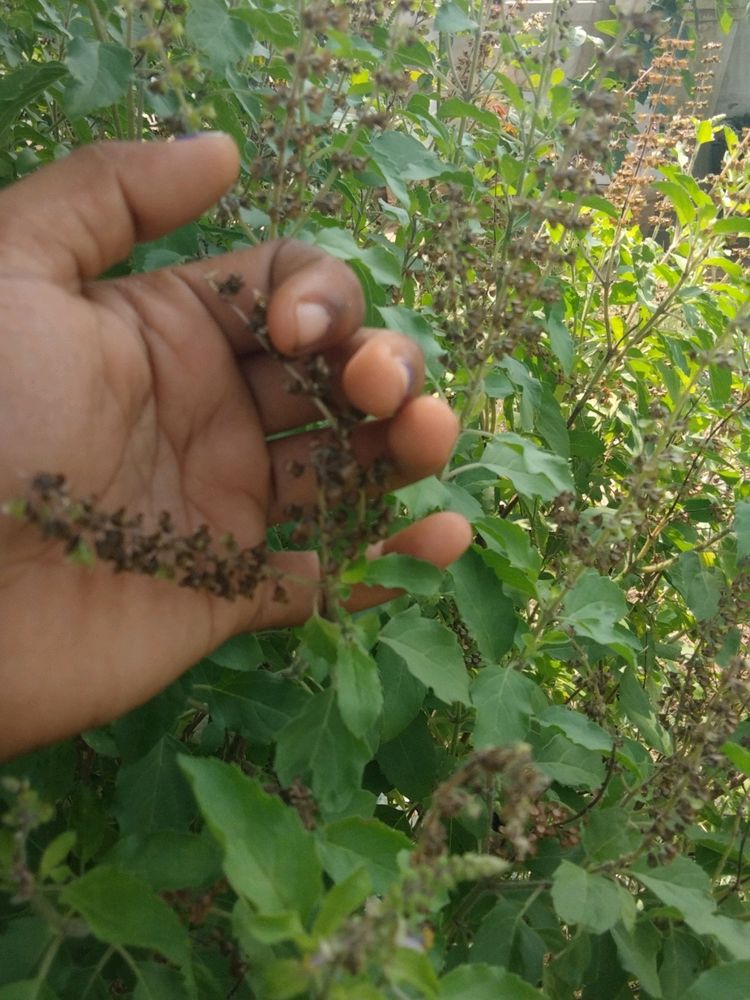 Tulsi Seeds