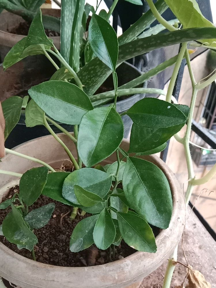 Lemon Small Health Plant