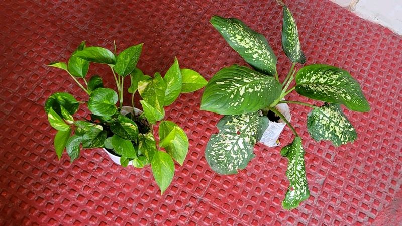 Evergreen Money &.Dieffenbachia Seguine Plant &Pot