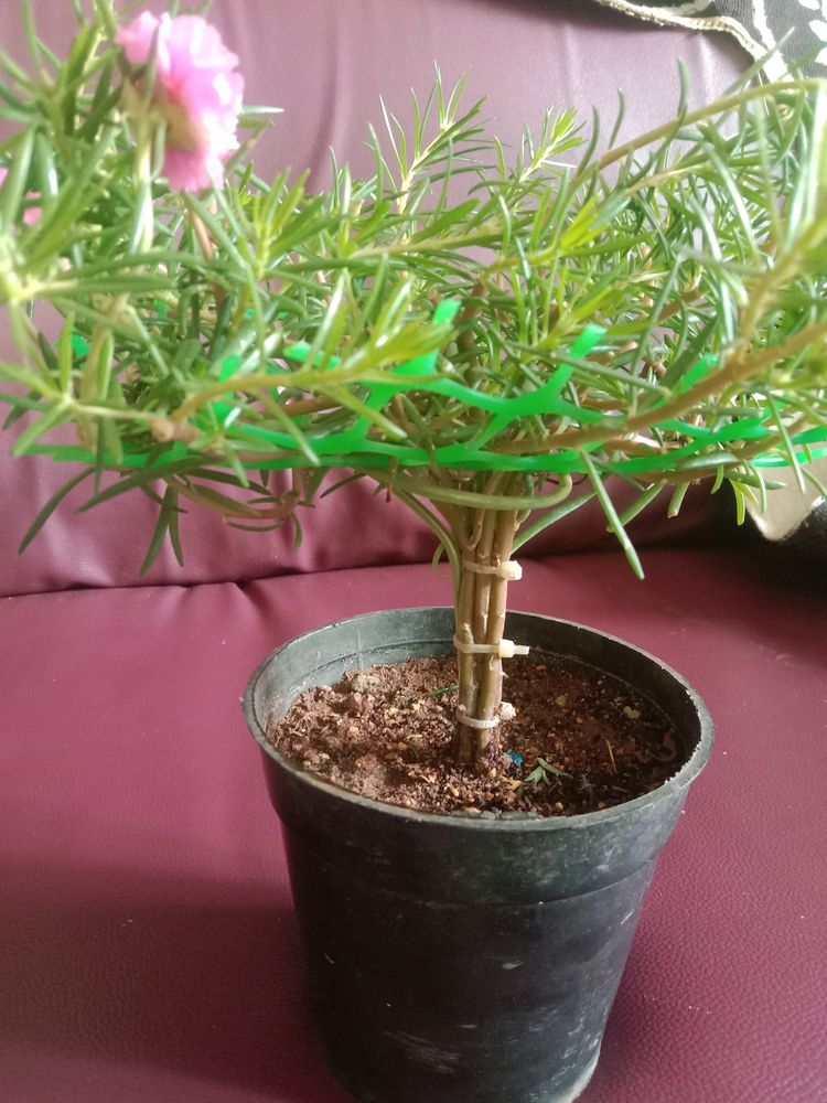 Button Rose Or Time Flower In The Shape Of Bonsai