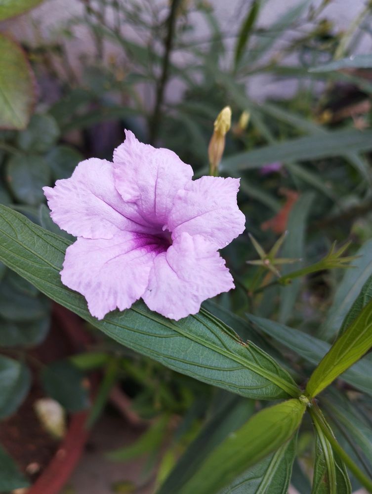 Pink Ruellia tuberosa flower or popping pod bloom