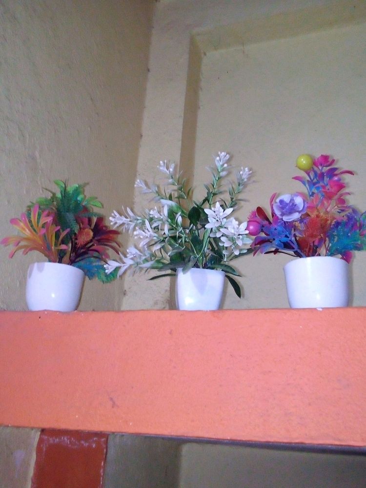 Home Decorate Plant