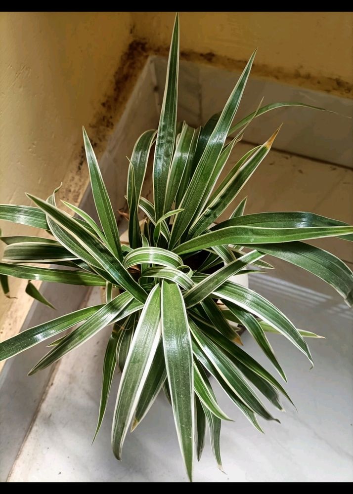 Spider Plant With Pot