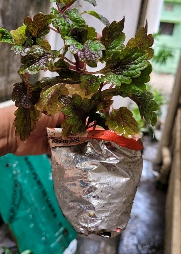 Plectranthus Nitidus Plant 🌵